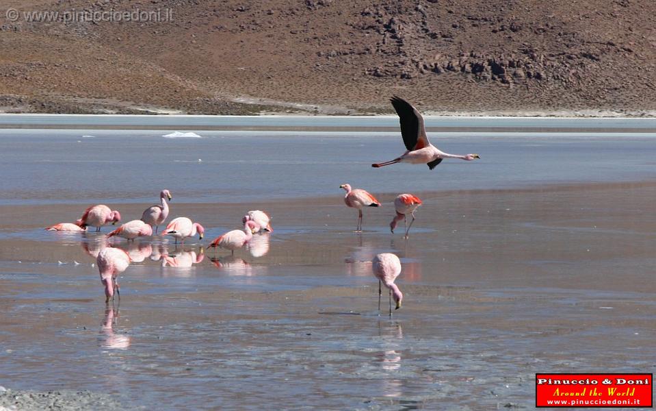 BOLIVIA 2 - Ruta de Las Joyas - Laguna Hedionda - Flamencos - 04.jpg